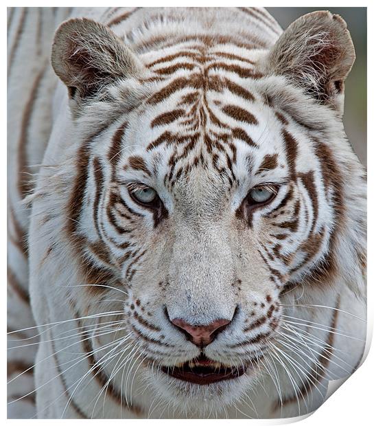 Tiger, Tiger Print by CATSPAWS 