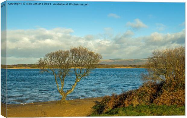 The solitary tree at Kenfig Pool south Wales Canvas Print by Nick Jenkins