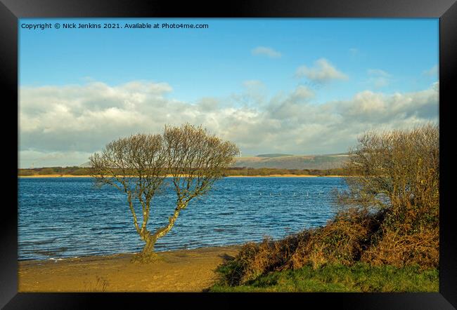 The solitary tree at Kenfig Pool south Wales Framed Print by Nick Jenkins