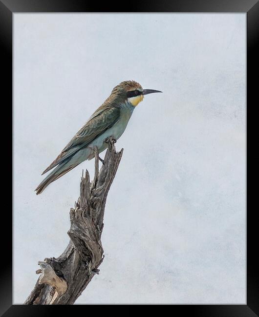 Swallow-tailed Bee-eater Framed Print by Belinda Greb