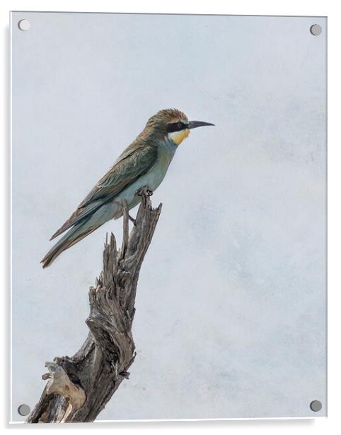 Swallow-tailed Bee-eater Acrylic by Belinda Greb