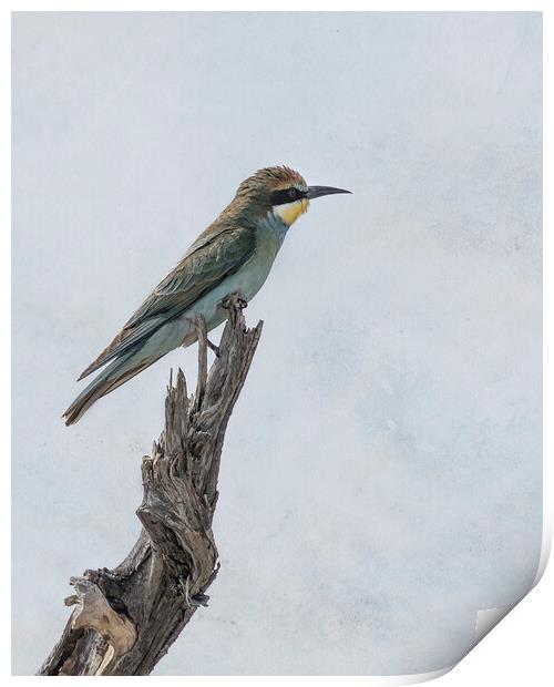 Swallow-tailed Bee-eater Print by Belinda Greb