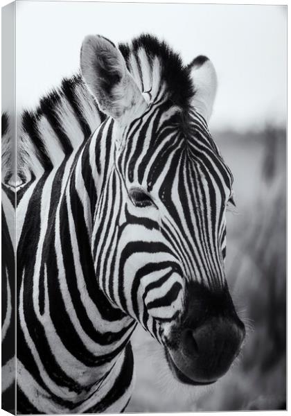 Portrait of a Plains Zebra bw Canvas Print by Belinda Greb