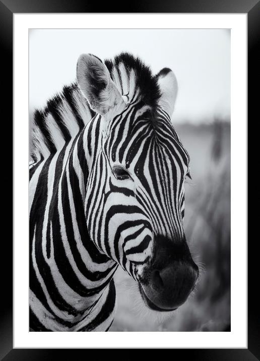 Portrait of a Plains Zebra bw Framed Mounted Print by Belinda Greb