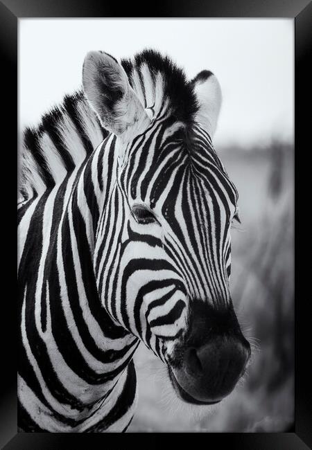 Portrait of a Plains Zebra bw Framed Print by Belinda Greb