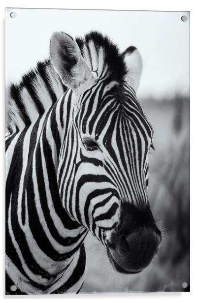 Portrait of a Plains Zebra bw Acrylic by Belinda Greb