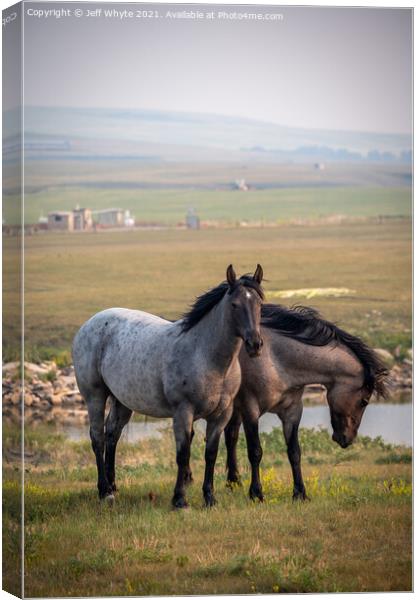 Animal horse Canvas Print by Jeff Whyte