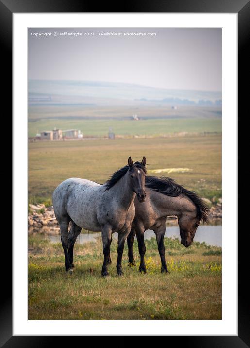 Animal horse Framed Mounted Print by Jeff Whyte