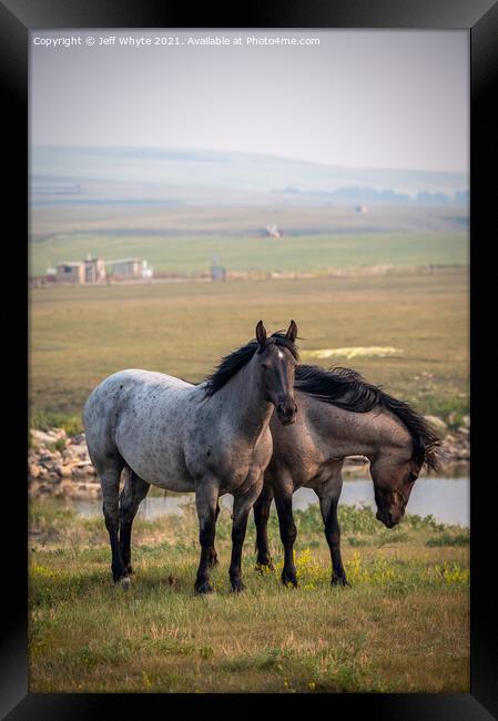 Animal horse Framed Print by Jeff Whyte