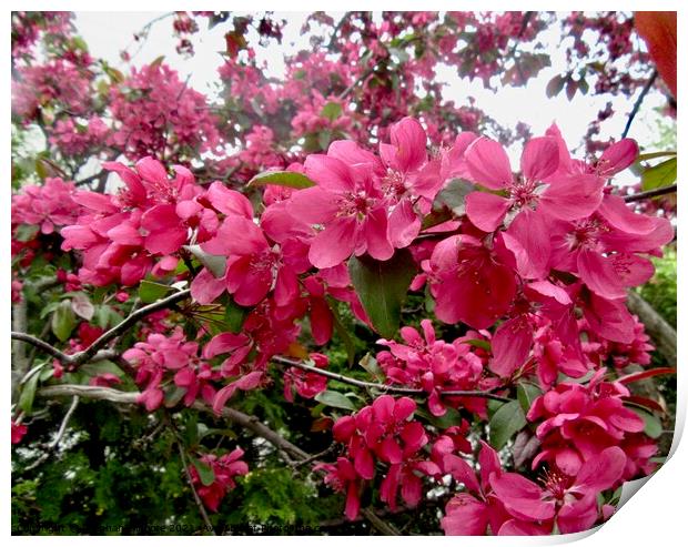 Pink Apple blossom Print by Stephanie Moore