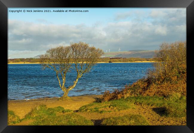 A solitary tree on the edge of Kenfig Pool  Framed Print by Nick Jenkins