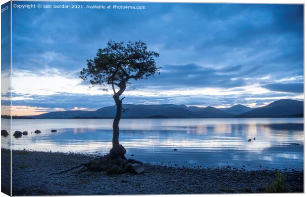 Lone Tree at Milarrochy Bay - Loch Lomond Scotland Canvas Print by Iain Gordon