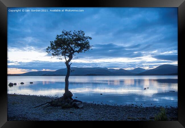 Lone Tree at Milarrochy Bay - Loch Lomond Scotland Framed Print by Iain Gordon
