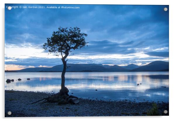 Lone Tree at Milarrochy Bay - Loch Lomond Scotland Acrylic by Iain Gordon