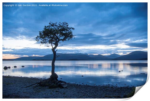 Lone Tree at Milarrochy Bay - Loch Lomond Scotland Print by Iain Gordon