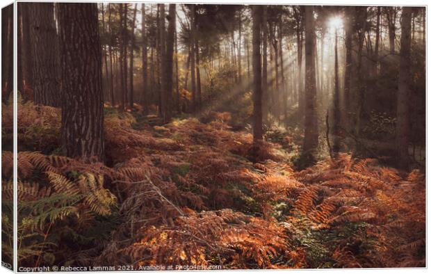 Delamere Forest morning sunlight  Canvas Print by Rebecca Lammas