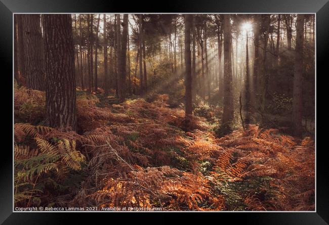 Delamere Forest morning sunlight  Framed Print by Rebecca Lammas