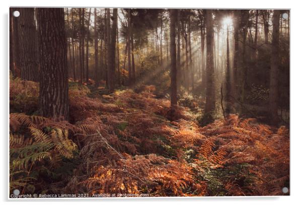 Delamere Forest morning sunlight  Acrylic by Rebecca Lammas