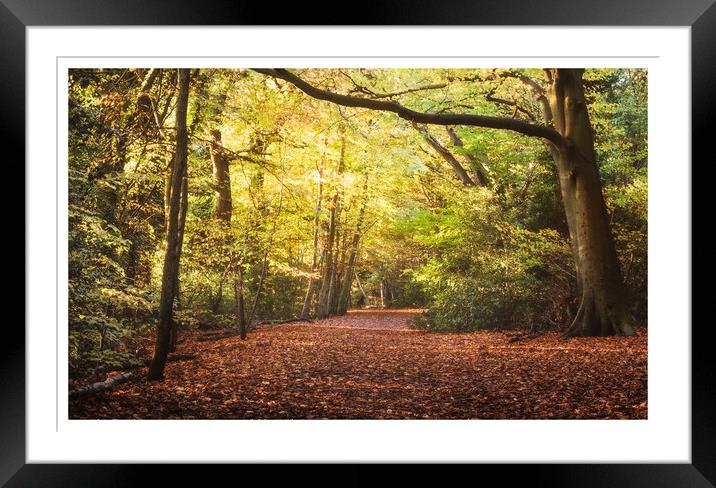 Eastham woods in autumn  Framed Mounted Print by Rebecca Lammas