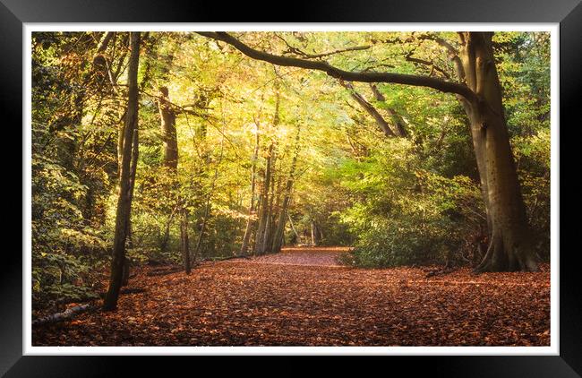 Eastham woods in autumn  Framed Print by Rebecca Lammas