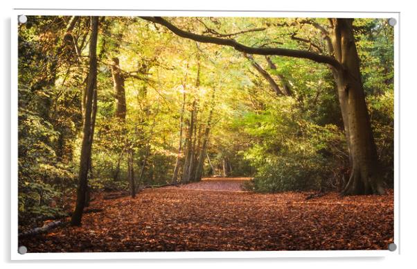Eastham woods in autumn  Acrylic by Rebecca Lammas