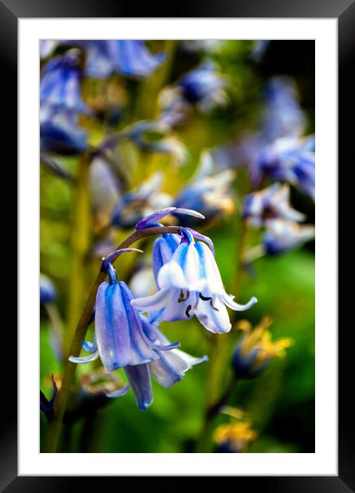 Bluebells Spring Flowers Hyacinthoides Framed Mounted Print by Andy Evans Photos