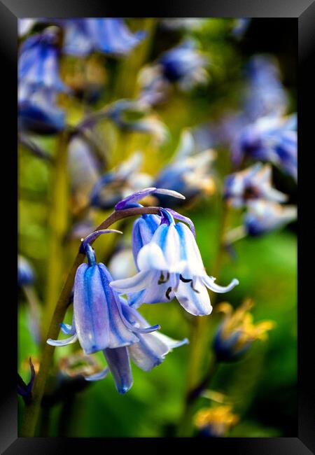 Bluebells Spring Flowers Hyacinthoides Framed Print by Andy Evans Photos