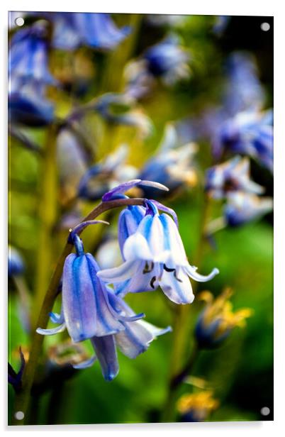 Bluebells Spring Flowers Hyacinthoides Acrylic by Andy Evans Photos