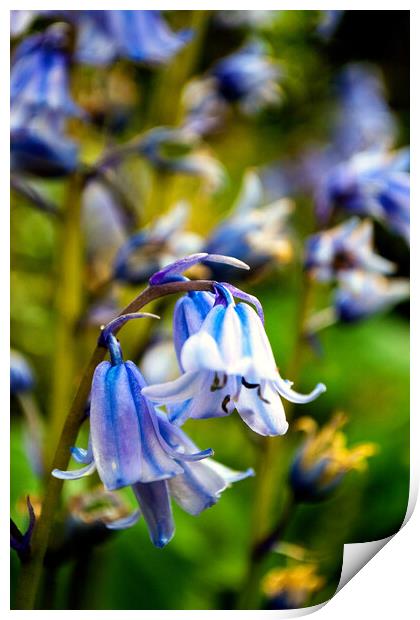 Bluebells Spring Flowers Hyacinthoides Print by Andy Evans Photos