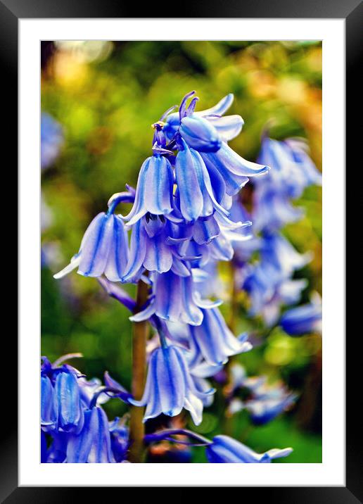 Bluebells Spring Flowers Hyacinthoides Framed Mounted Print by Andy Evans Photos