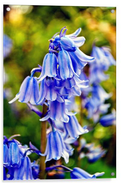 Bluebells Spring Flowers Hyacinthoides Acrylic by Andy Evans Photos