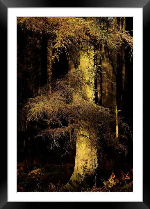 sunlit Woodland Framed Mounted Print by Simon Johnson