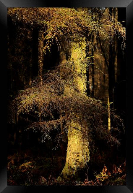 sunlit Woodland Framed Print by Simon Johnson
