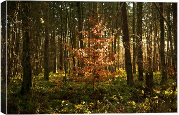 Plant tree Canvas Print by Simon Johnson