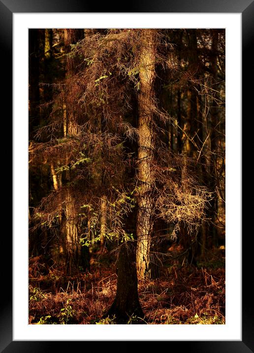 sunlit Woodland Framed Mounted Print by Simon Johnson