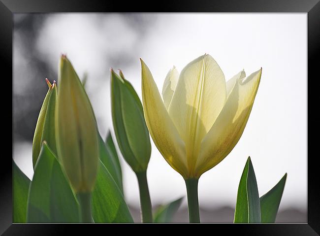 white tulips Framed Print by michelle rook