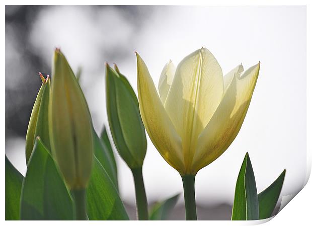 white tulips Print by michelle rook