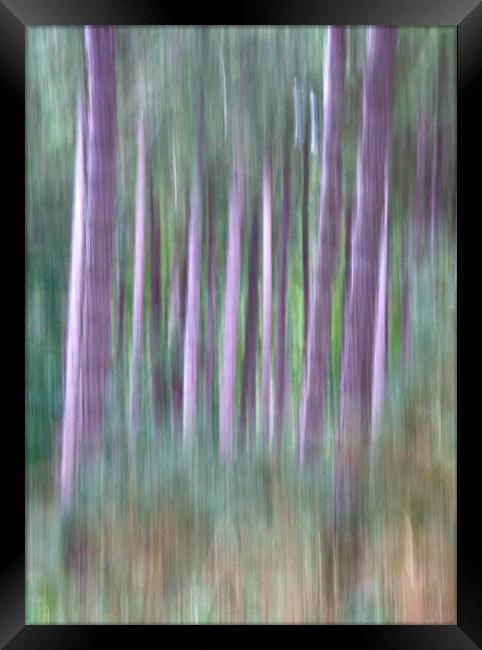 Woodland Walk Framed Print by Mike Sherman Photog
