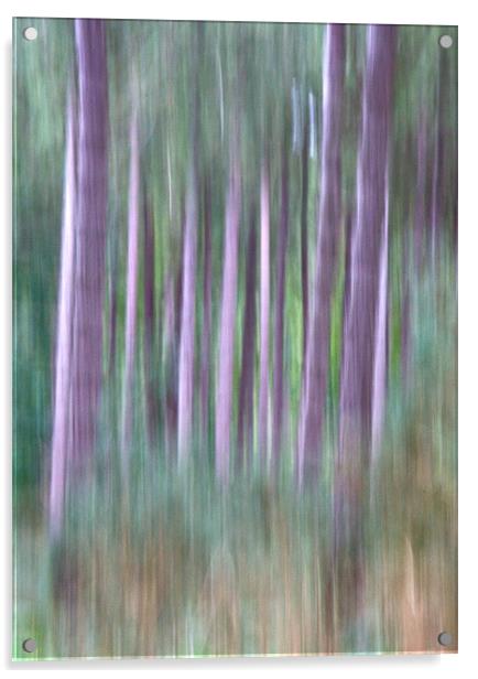 Woodland Walk Acrylic by Mike Sherman Photog