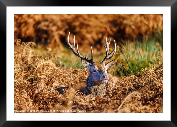 Red Deer Stag in Richmond Park Framed Mounted Print by Graham Prentice