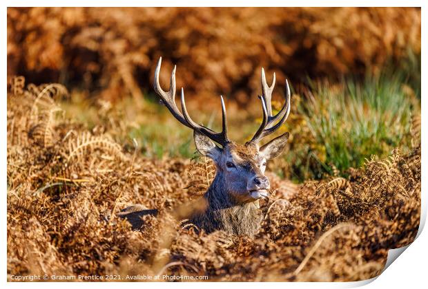 Red Deer Stag in Richmond Park Print by Graham Prentice
