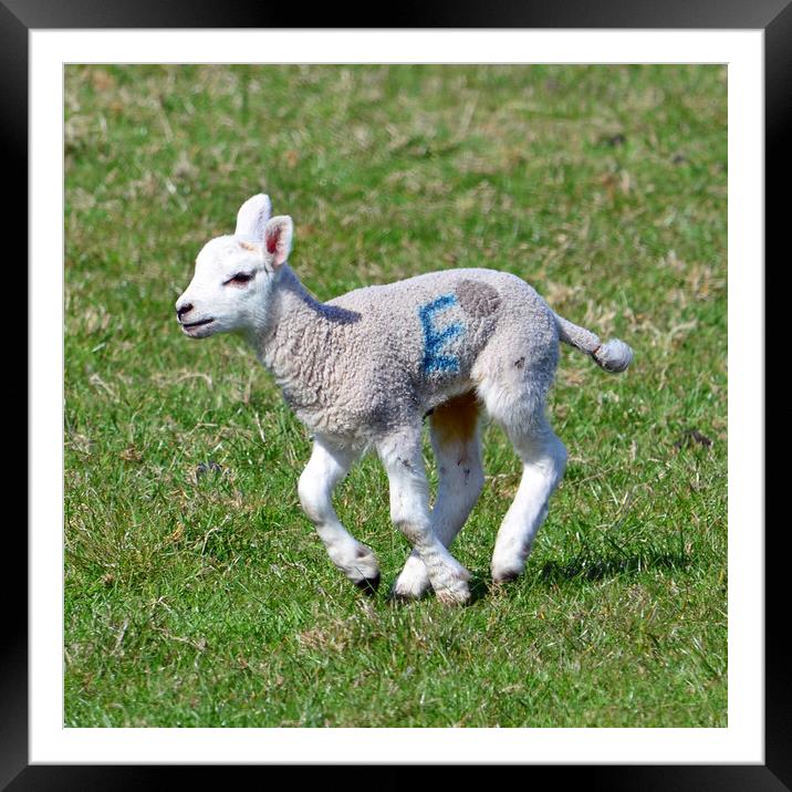 Lamb looking for mum Framed Mounted Print by Allan Durward Photography