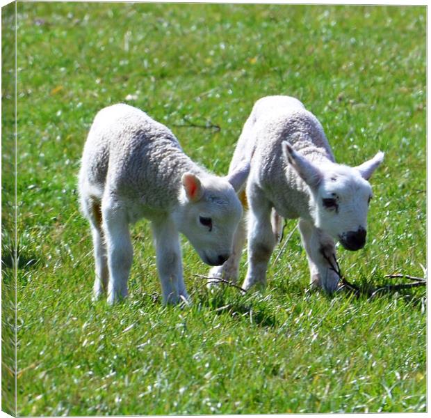 Couple of young lambs Canvas Print by Allan Durward Photography