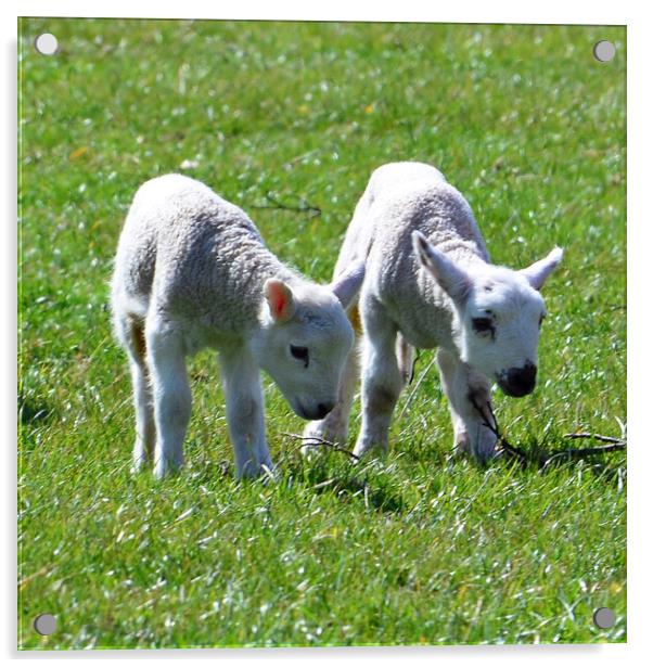Couple of young lambs Acrylic by Allan Durward Photography