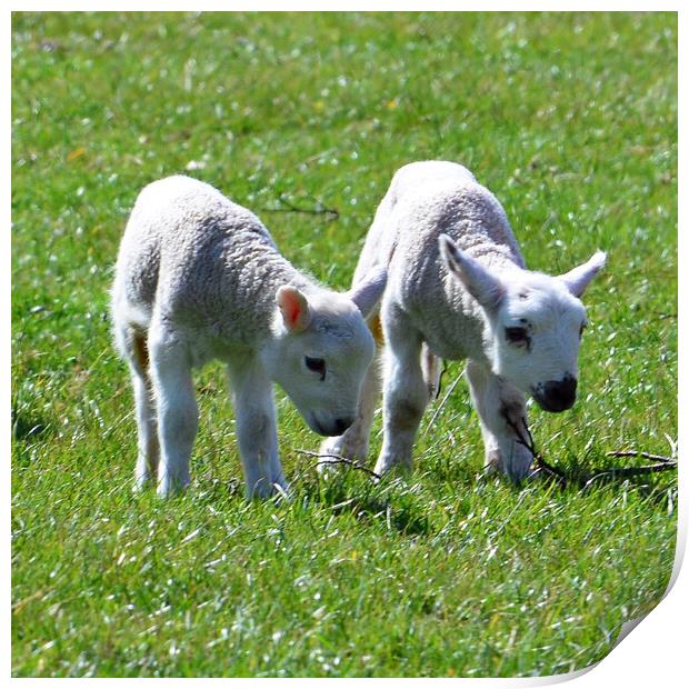Couple of young lambs Print by Allan Durward Photography