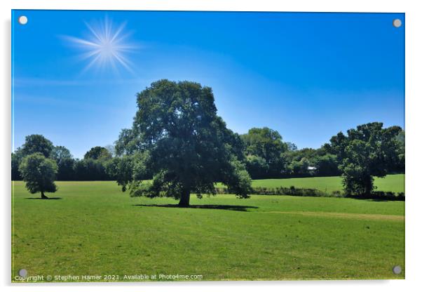A Lone Oak Acrylic by Stephen Hamer