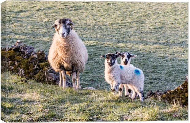 Serene Family of Sheep Canvas Print by Keith Douglas