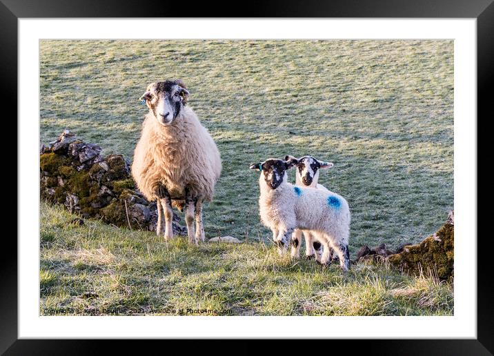 Serene Family of Sheep Framed Mounted Print by Keith Douglas