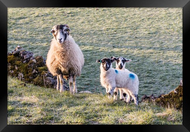 Serene Family of Sheep Framed Print by Keith Douglas