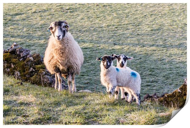 Serene Family of Sheep Print by Keith Douglas